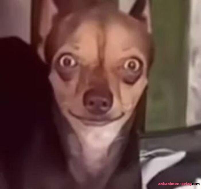 meme hốt hoảng chó